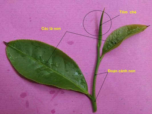 Đặc điểm thực vật học của cây chè - Búp chè
