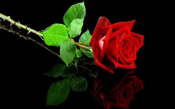 Hoa hồng có gai không dùng quà tặng phong thủy