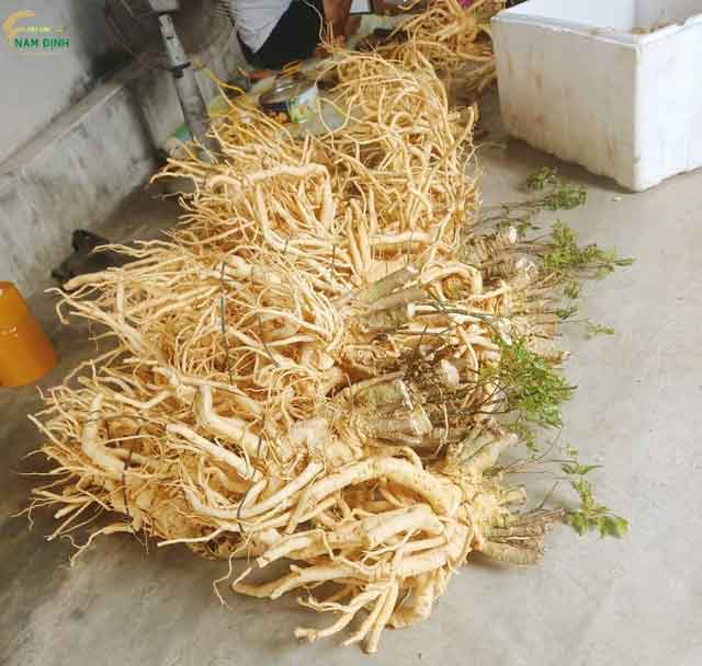 Tại sao nên mua củ đinh lăng tươi tại Đặc Sản Nam Định?